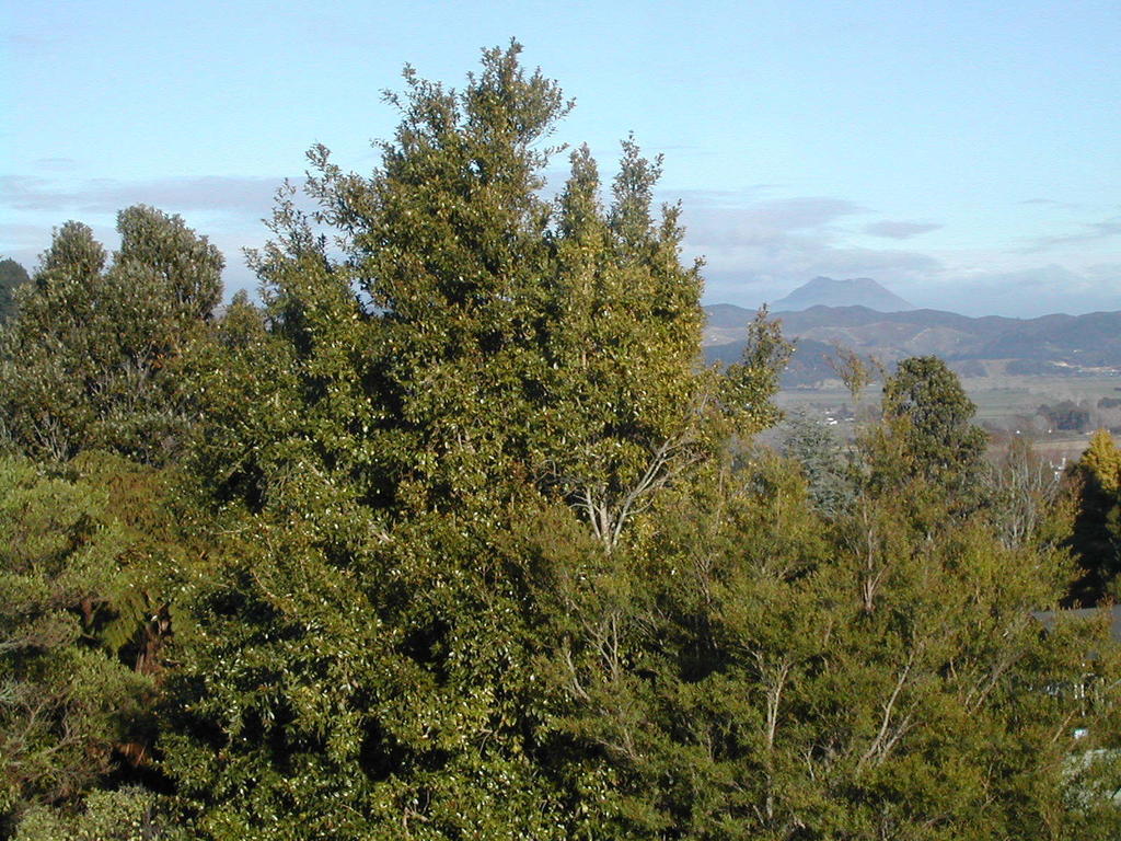 Crestwood Bed And Breakfast Whakatane Exterior foto